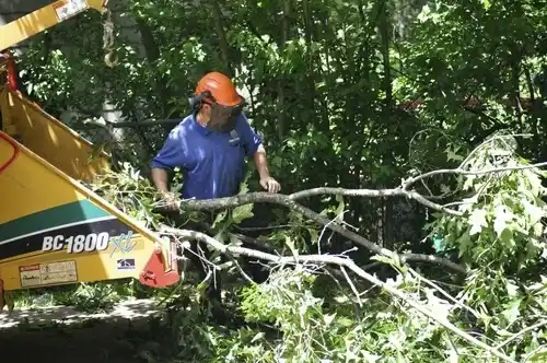 tree services Pierz
